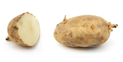 Potato (Container)