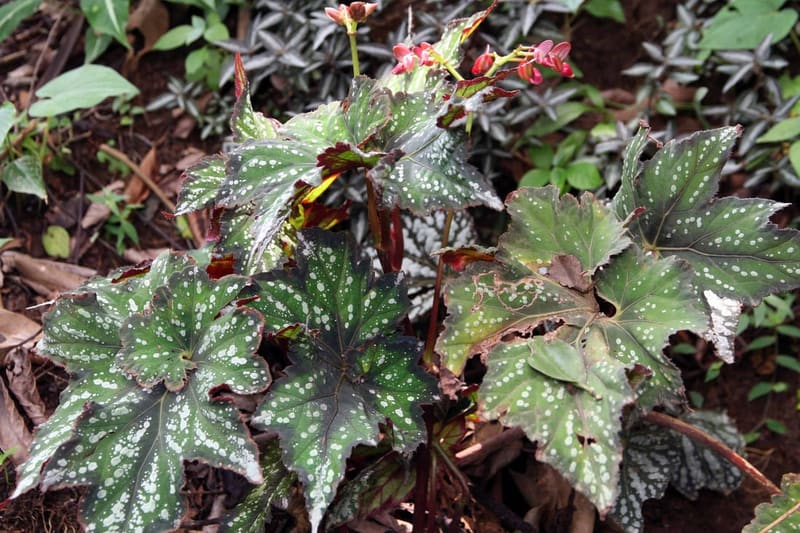 Rex Begonia