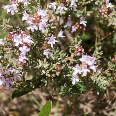 Rosemary
