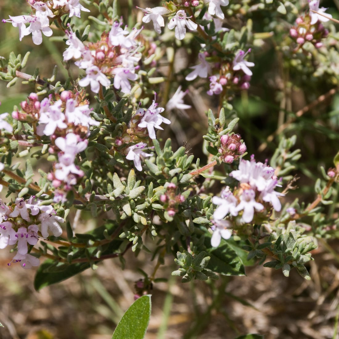 Rosemary