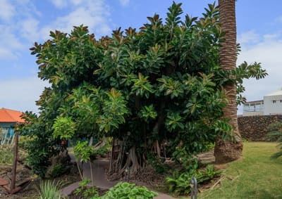 Rubber Plant
