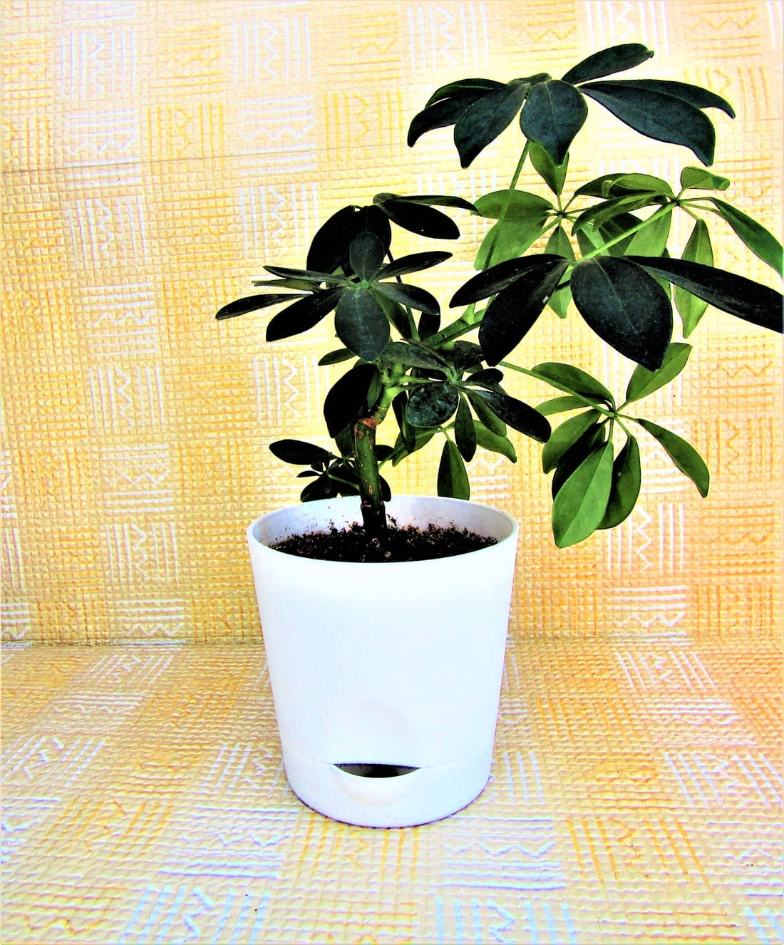 Umbrella Plant