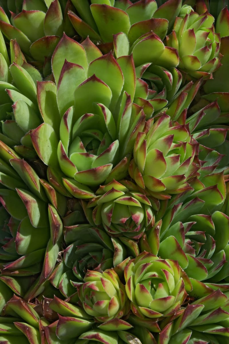 Hens and Chicks