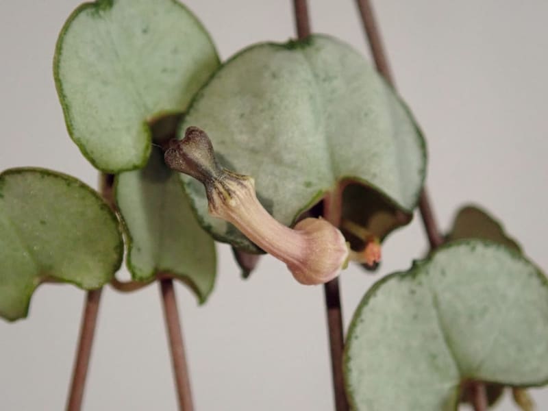 String of Hearts