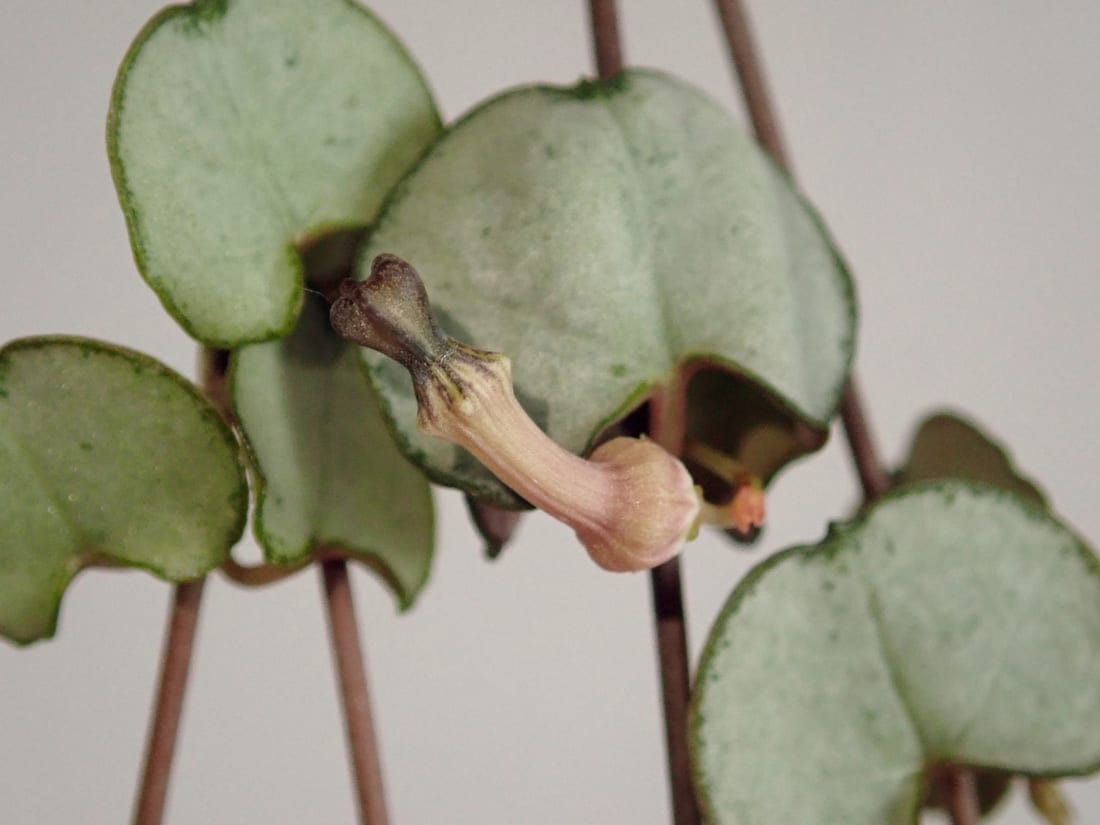 String of Hearts