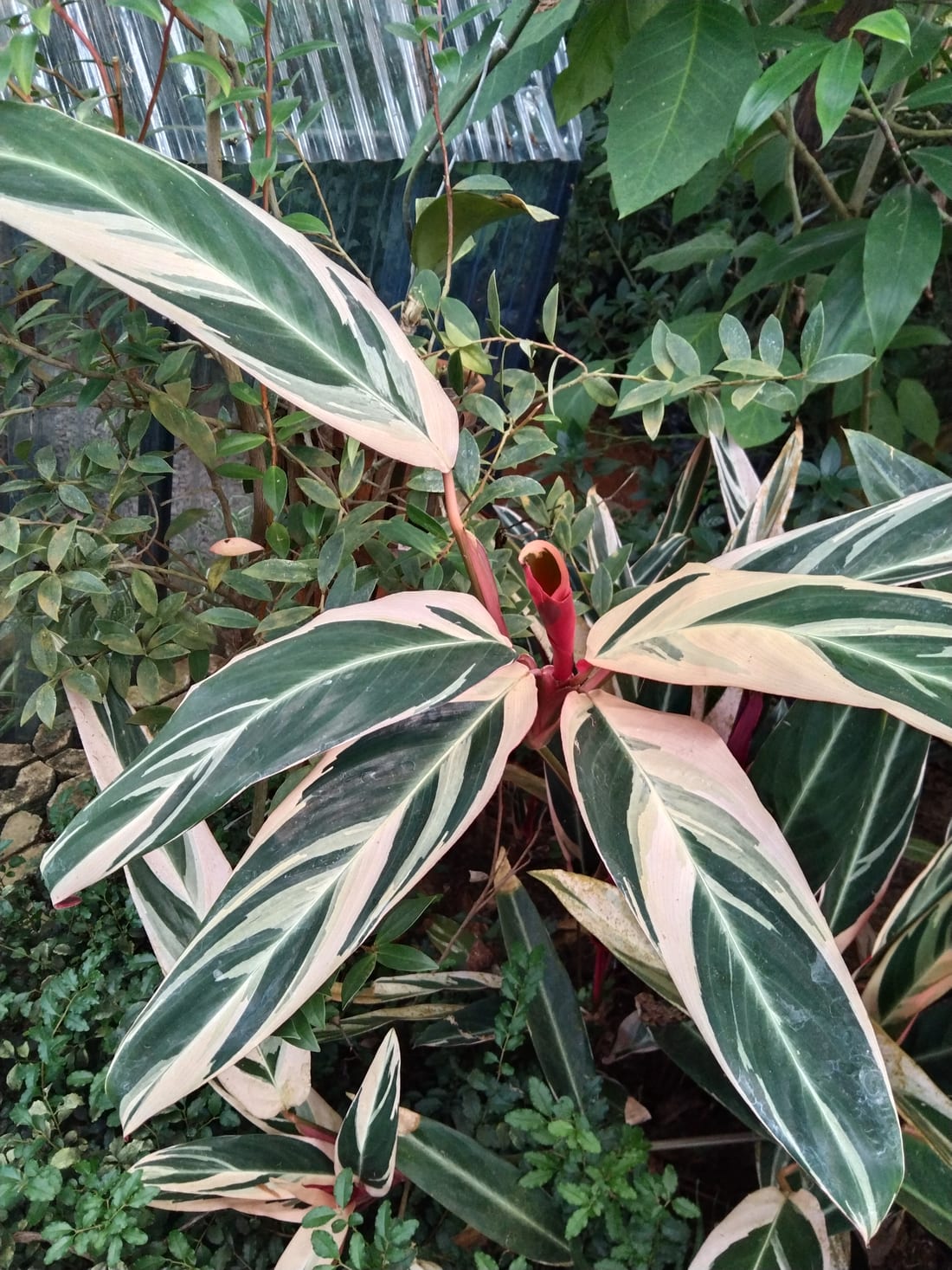 Stromanthe Triostar