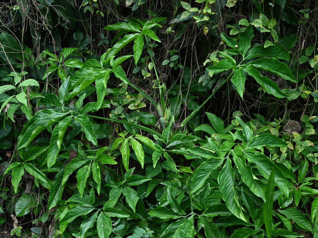 Arrowhead Plant (Syngonium)