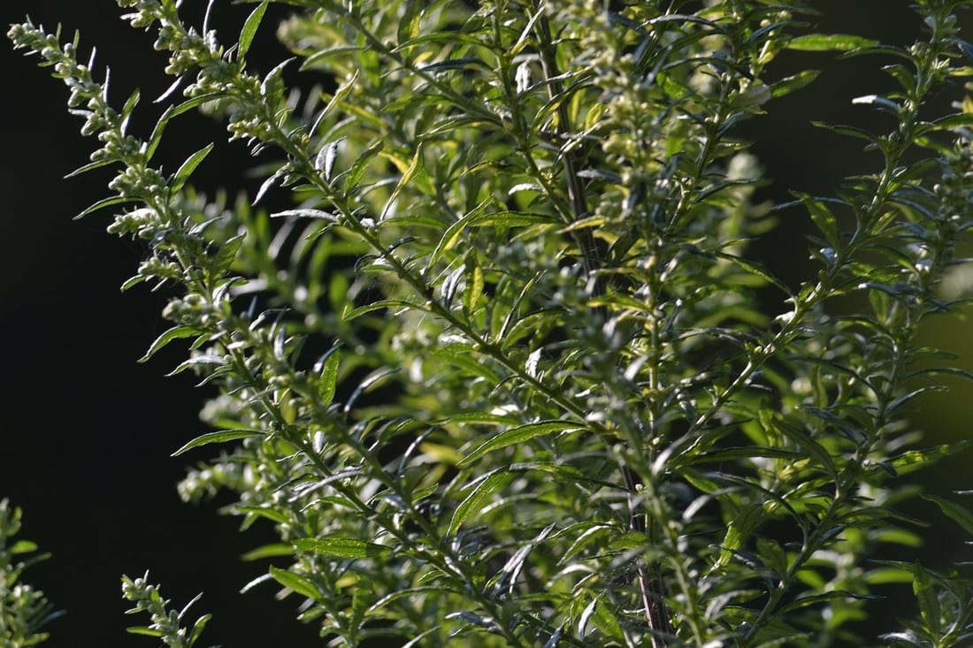 Tarragon (French)