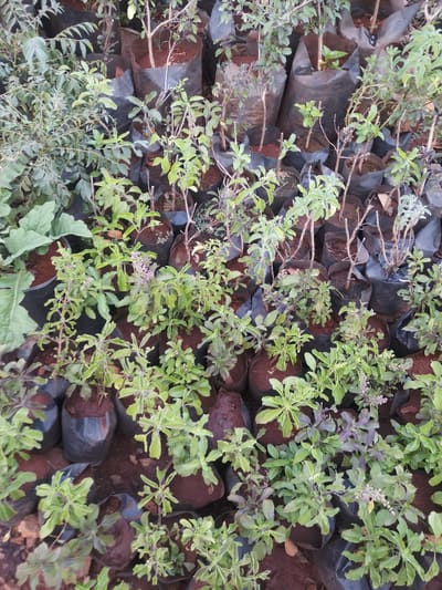 Thai Basil