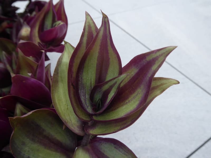 Inch Plant (Wandering Dude)