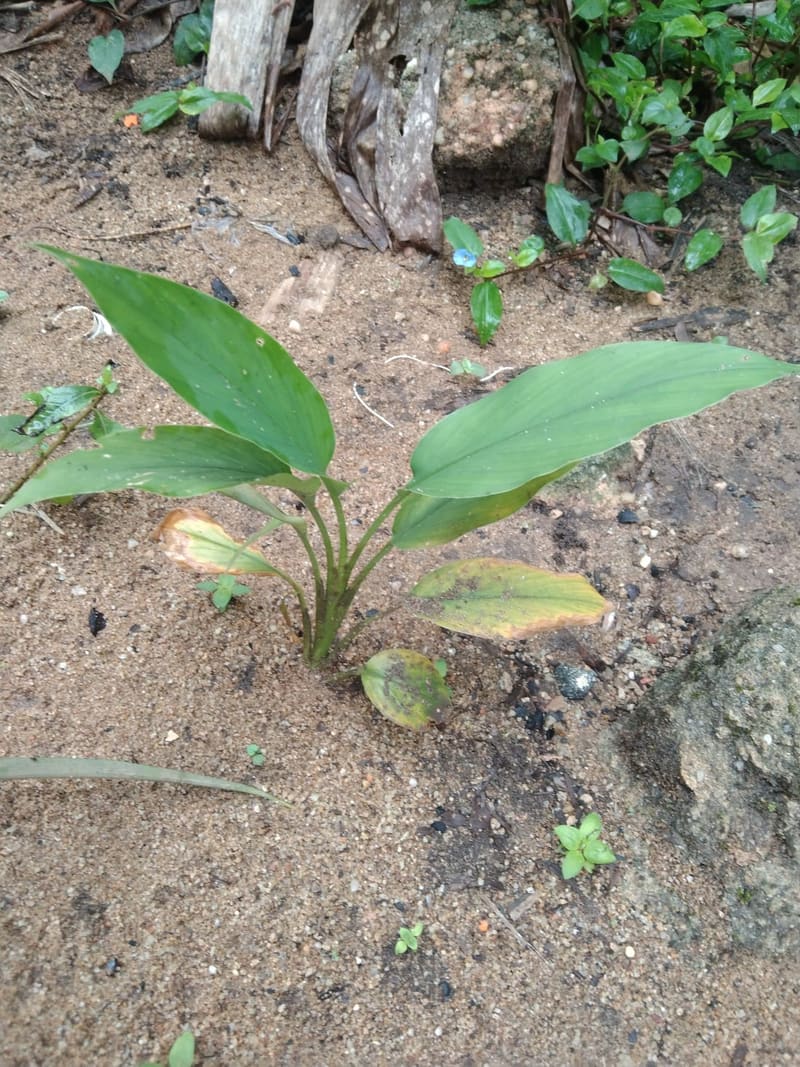 Turmeric