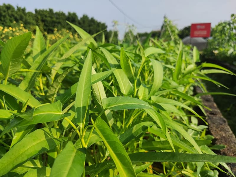 Water Spinach / Kangkong