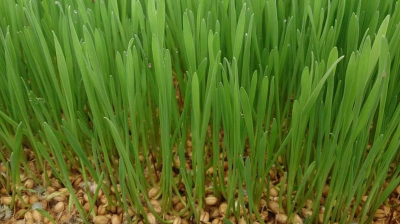 Wheatgrass
