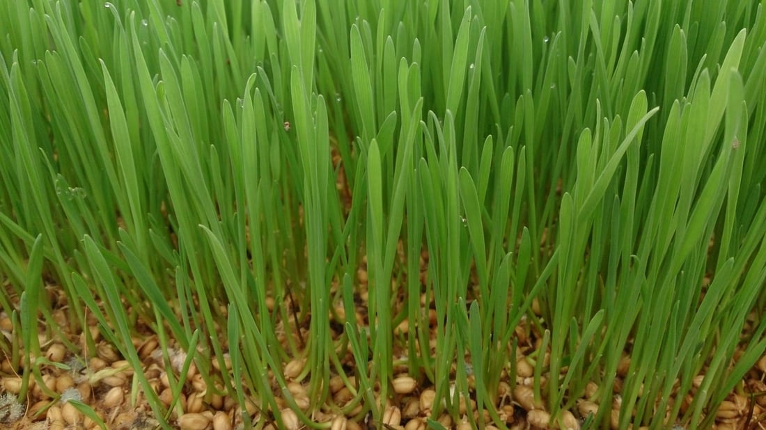 Wheatgrass
