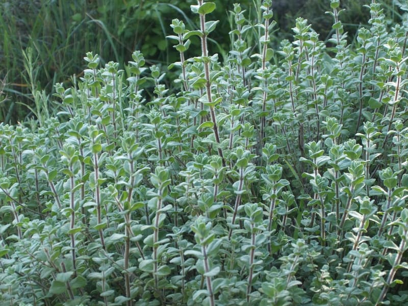 Za'atar / Syrian Oregano
