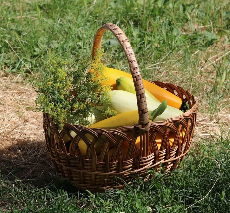 Zucchini (Bush Courgette)